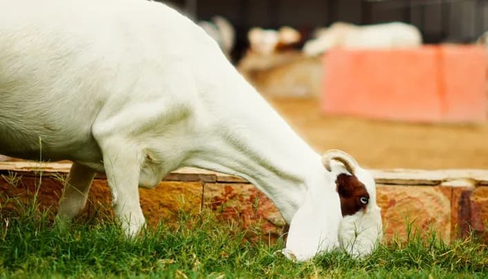 A healthy grass-fed goat at a Shukar Hai farm