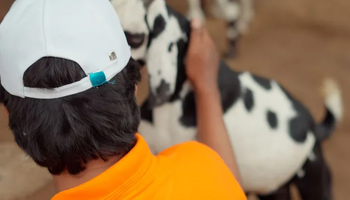 A caretaker in a white cap gently petting a black-and-white goat